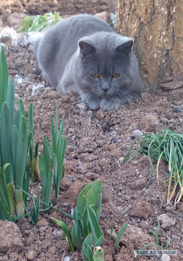 К котовторнику. Пришел жить
