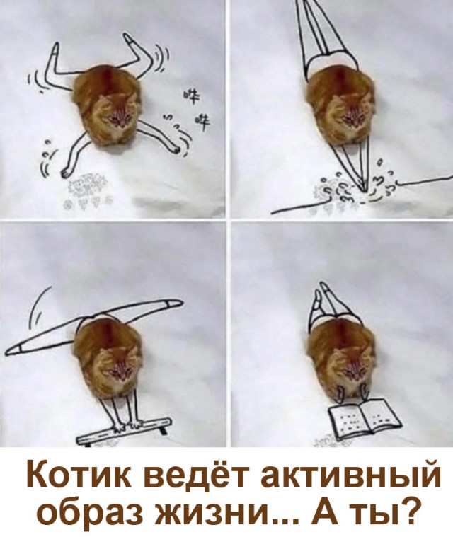 Котовторник в картинках
