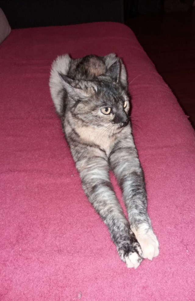 Котовторник 05/11/2024