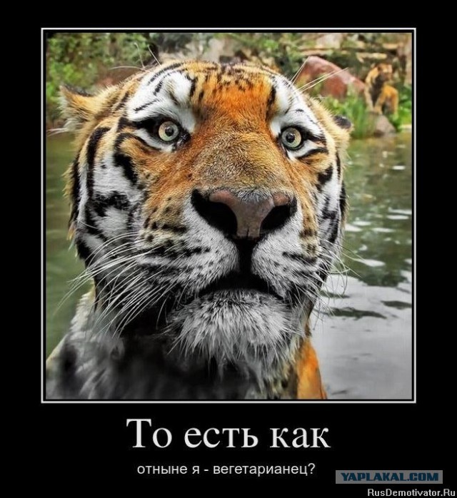 Ему сказали, что медведи не умеют плавать