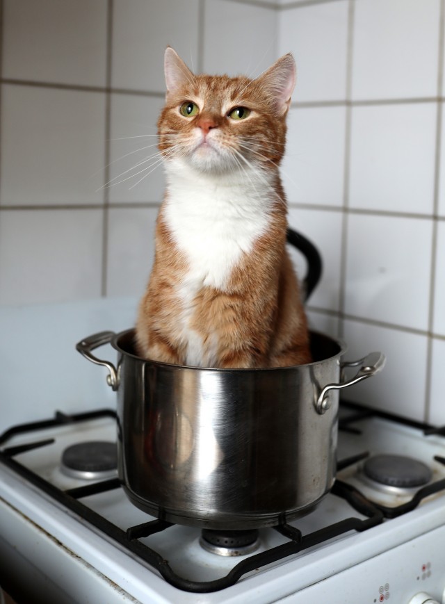 12 самых смешных котов в истории комического конкурса Comedy Pet Photography Awards