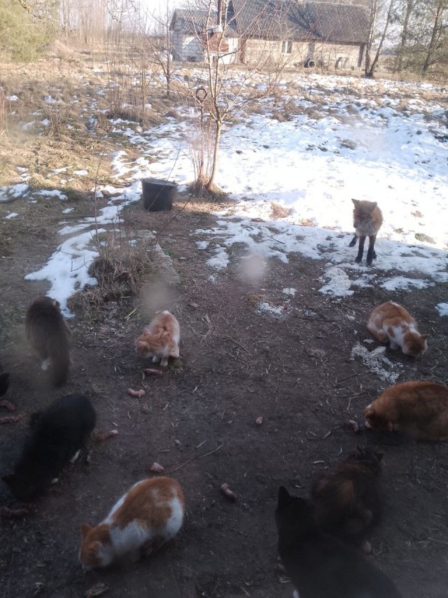 Жизнь домашнего приюта для котеек 532