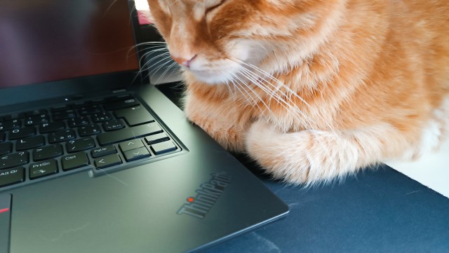 Совпало с котовторником.