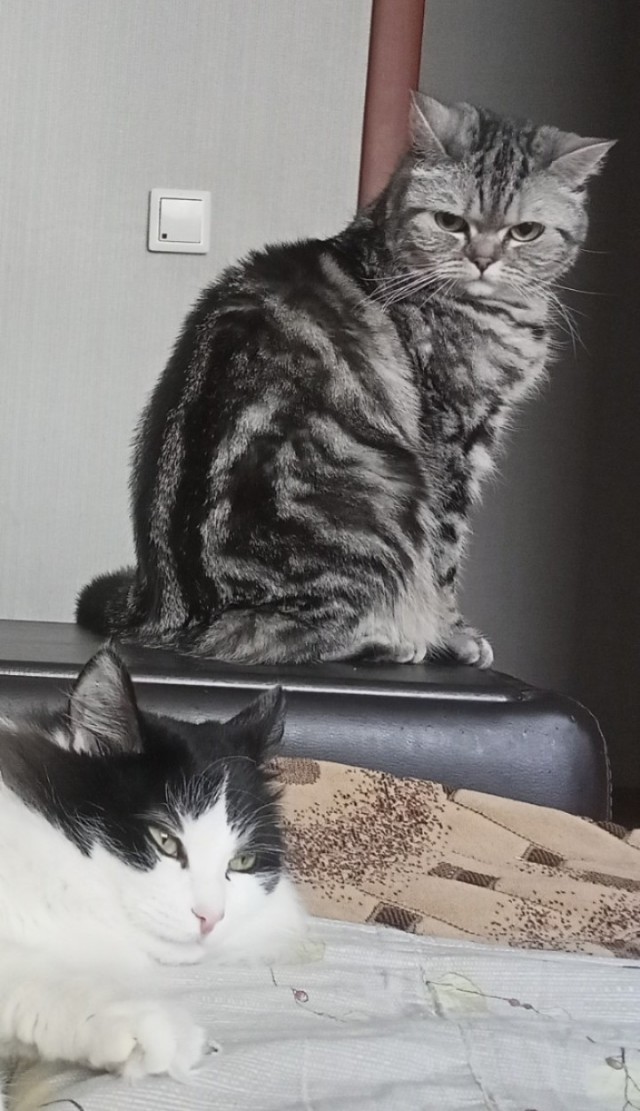 Нефотогеничный кот