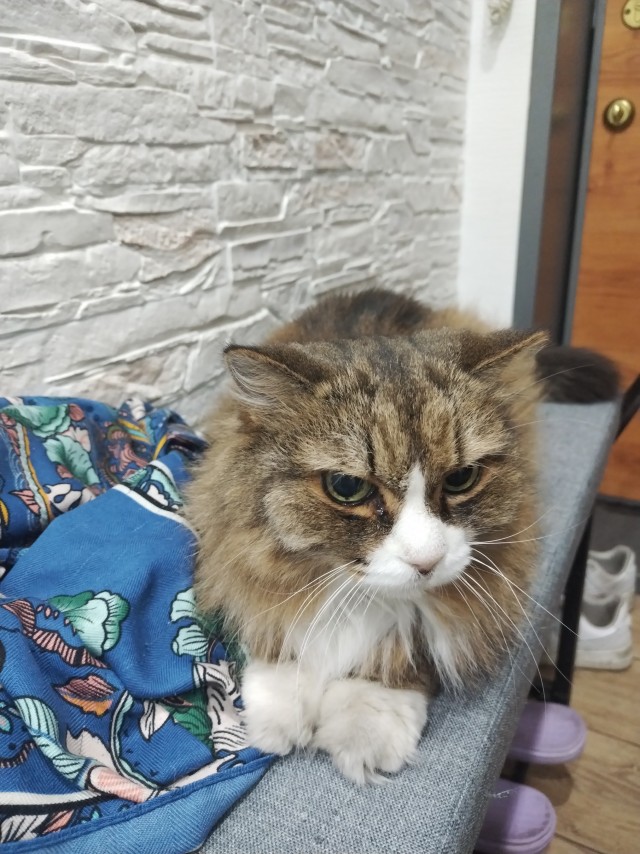 А я не смог без котика.
