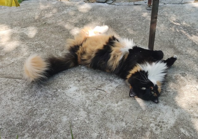 Котики