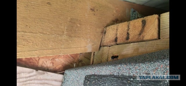 Бомбидарий.