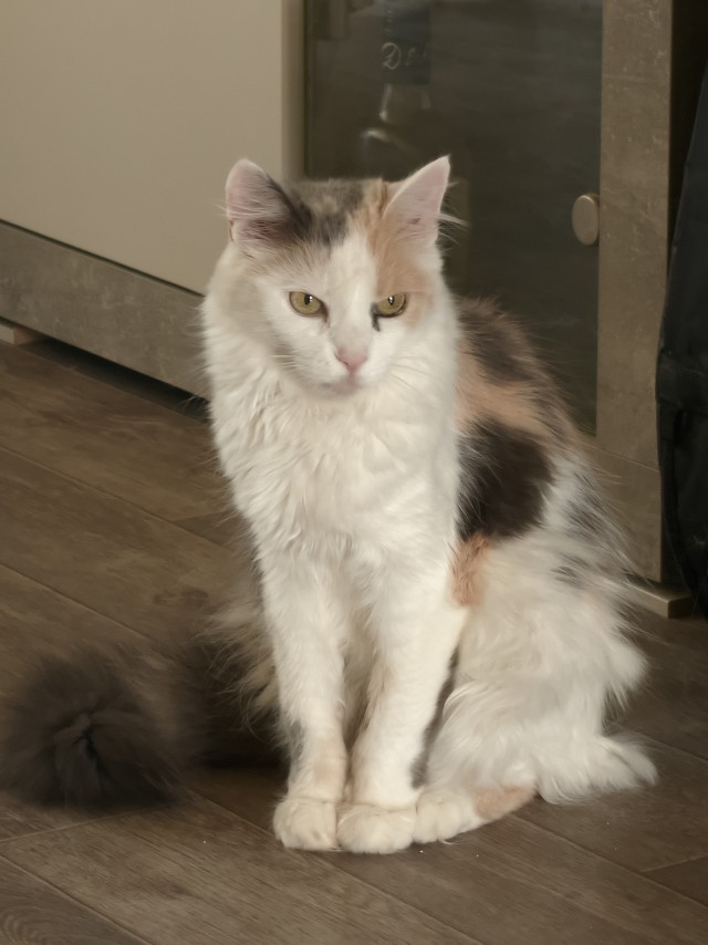 Принимайте в ряды которабов