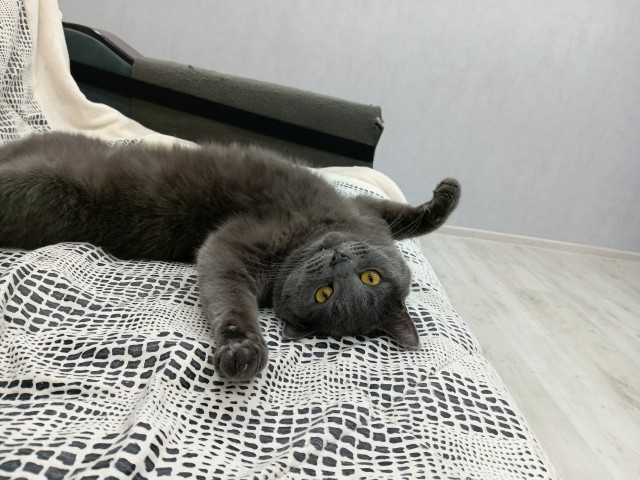 Котовторник скоро.