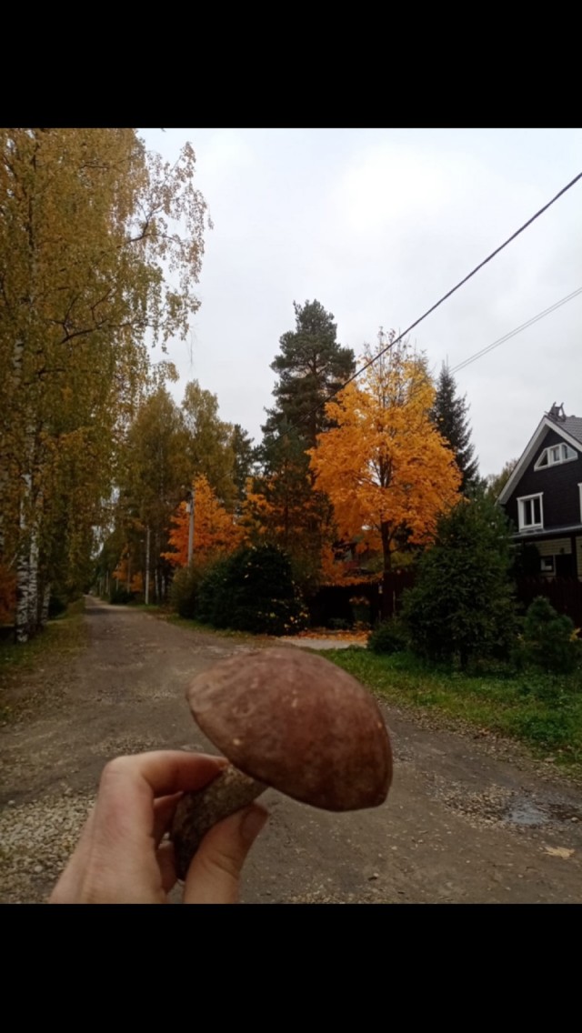 От осени до осени