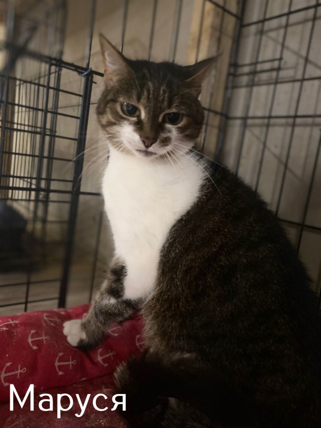 Жизнь домашнего приюта "Котоленд" 515