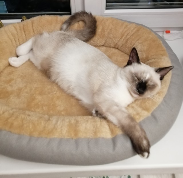 Вторник. Котовторник 28.10.25
