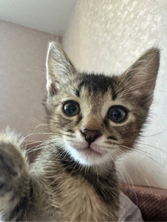 Котовторник
