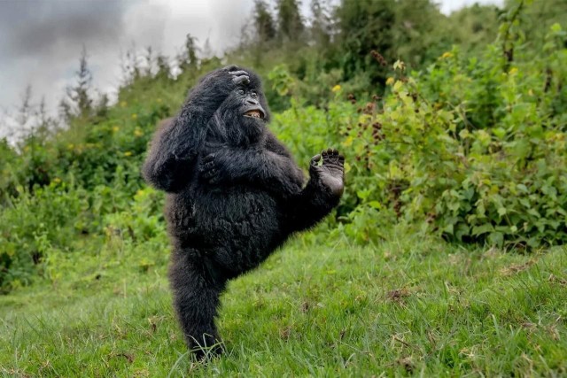 Объявлены имена победителей Wildlife Comedy Awards 2025