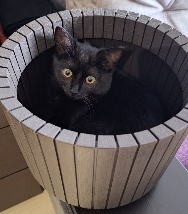 Тазик наше всё