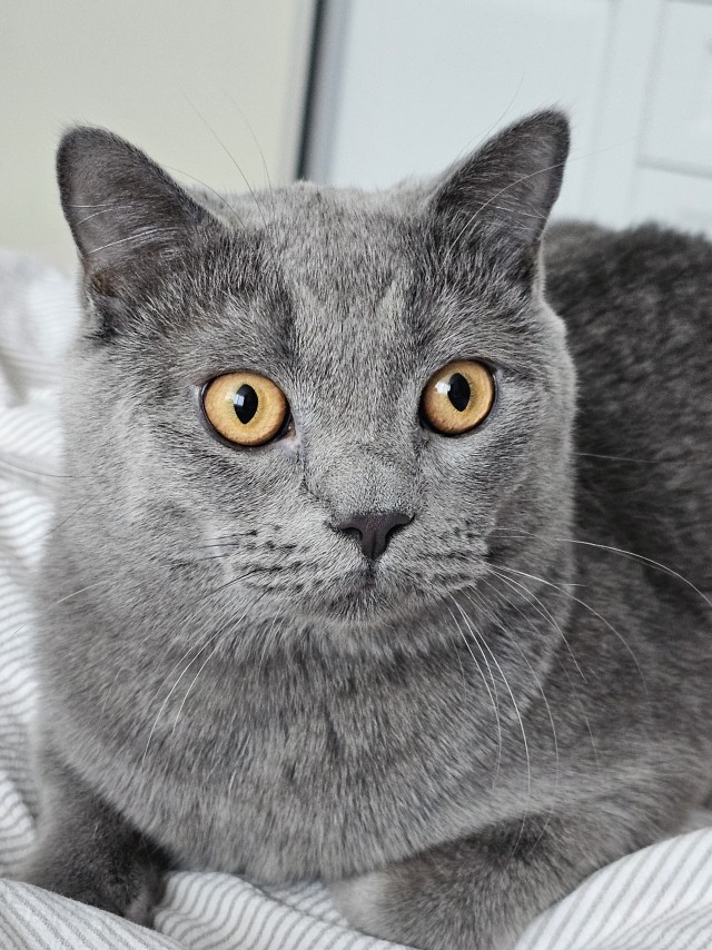 А котовторник уже пришёл?