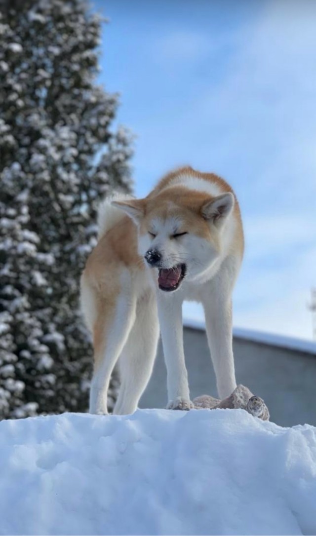 Наш пёсель