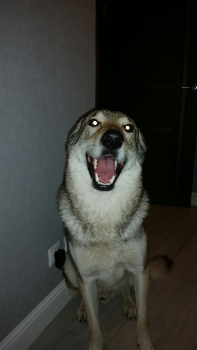 Собакочетверг же
