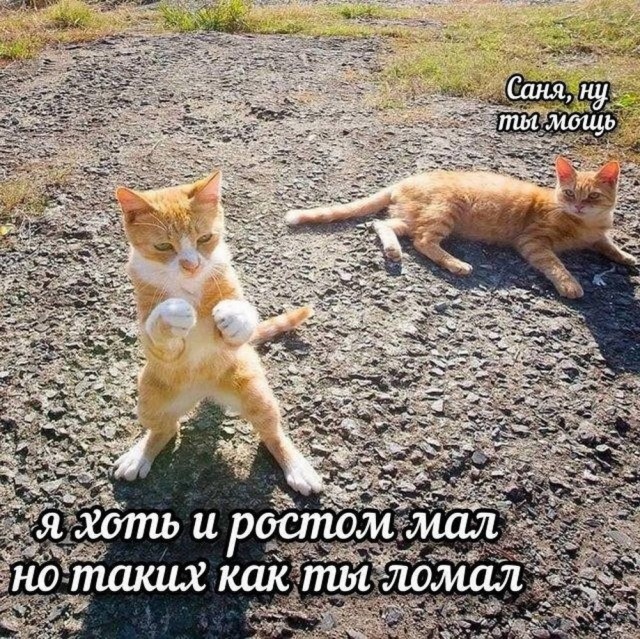 Картинки для деградации 178 (разной степени свежести)
