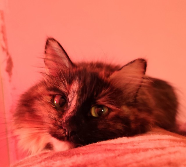 Котовторник же