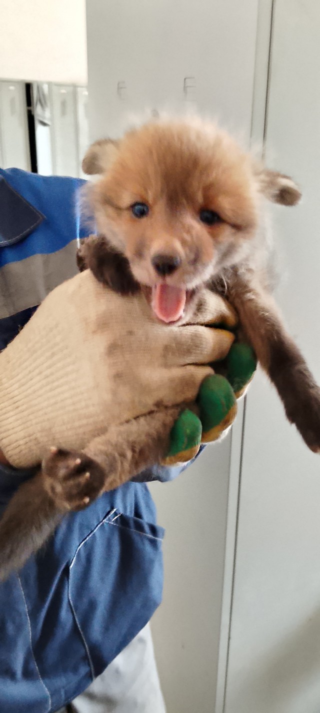 Вот вам лися