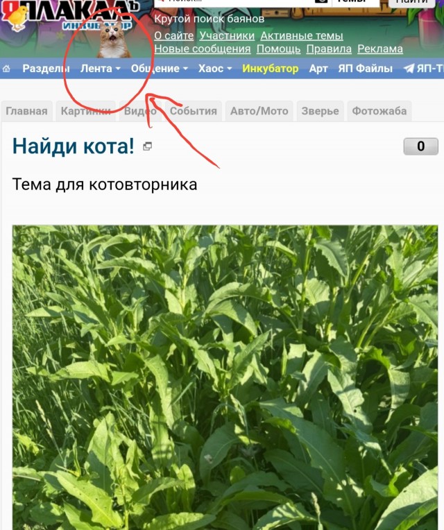 Найди кота!