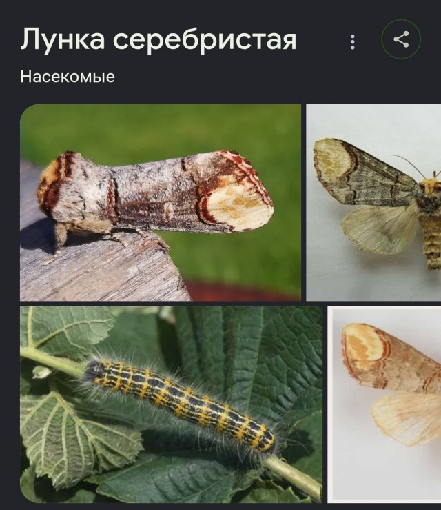 Не раздавить бы ненароком..