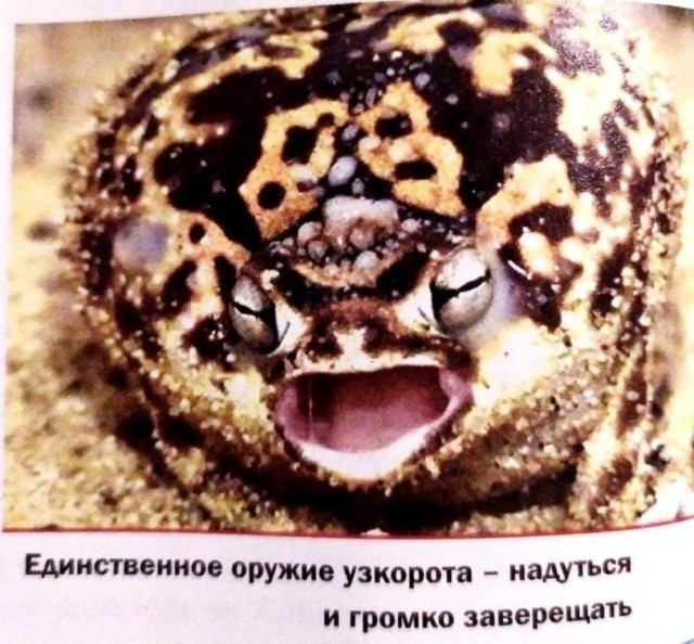 Оружейные обновки
