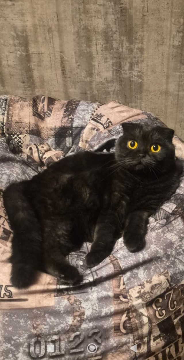 Продолжаем котовторник