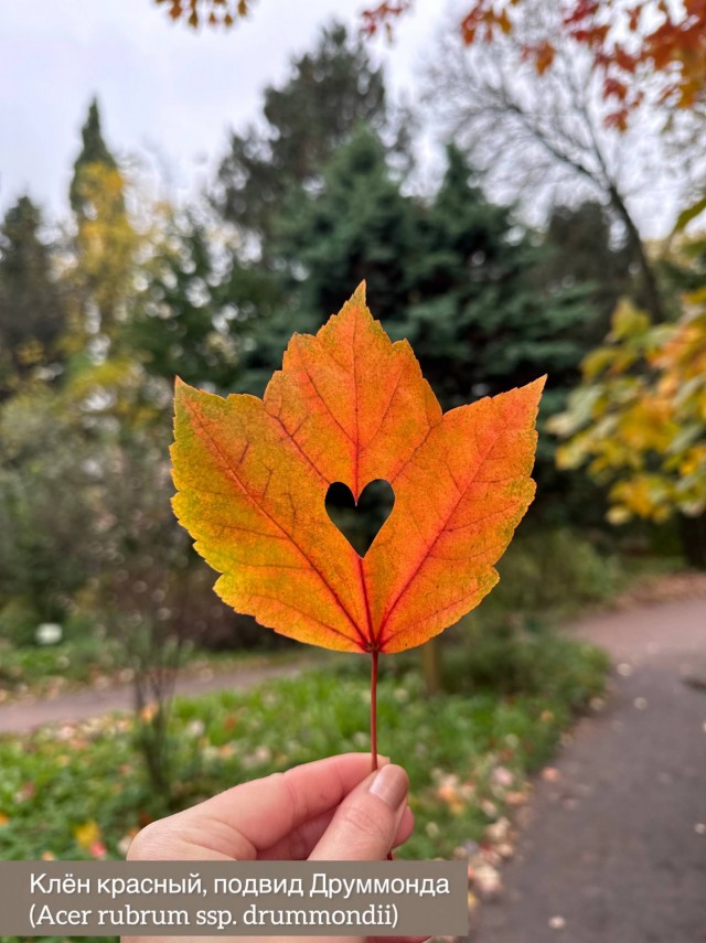 Кленовые листья, осенние