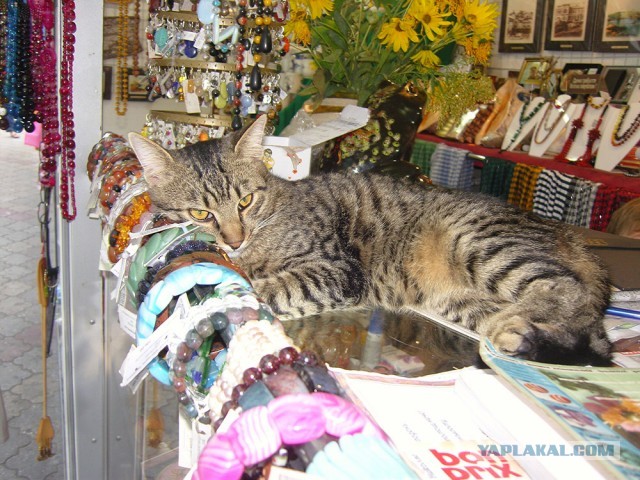 Коты Севастополя