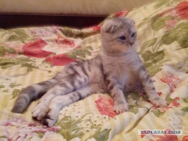 Котовторник 8.10.2013