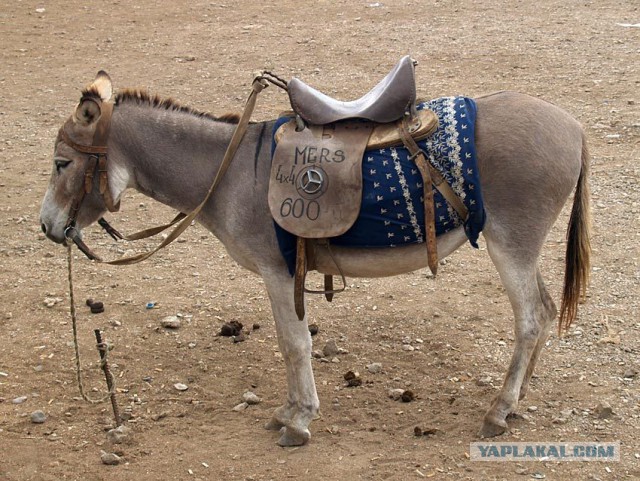 Соц сеть Таджикистана