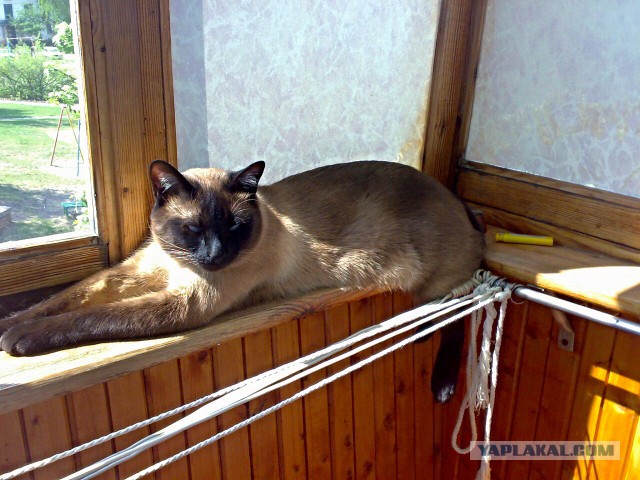 Котовторник 18.03.2014