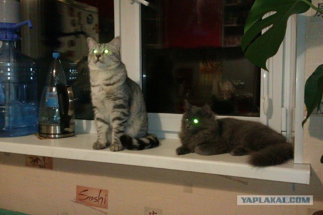 Котовторник 20.05.2014