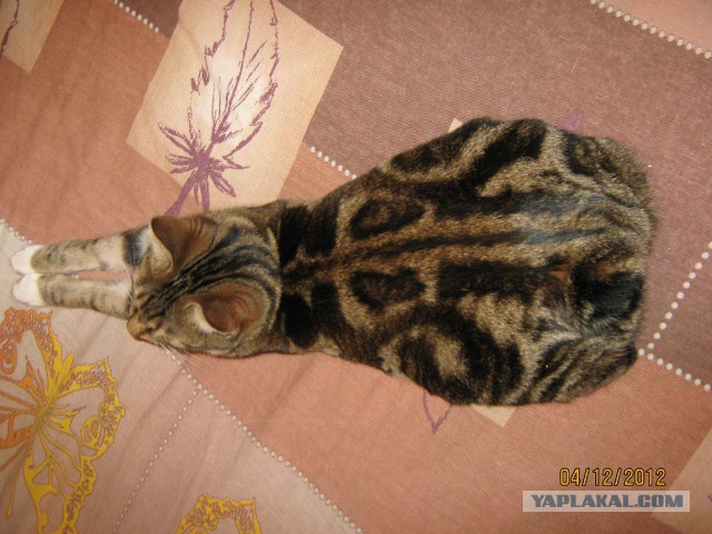 Курильская котяра Соня