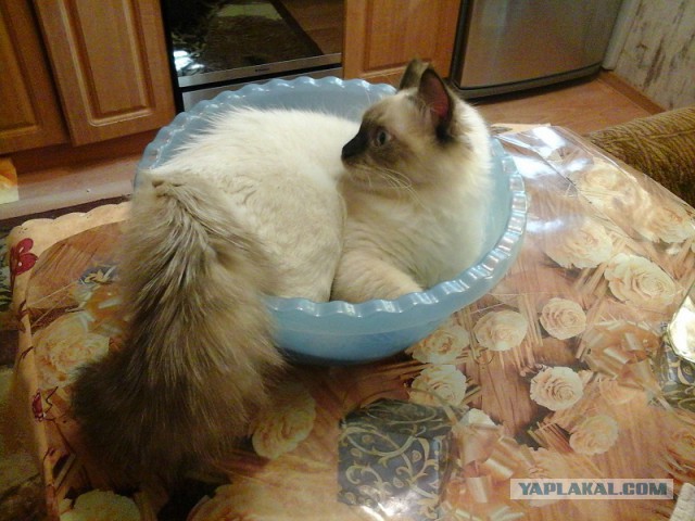 Котовторник  08.07.2014
