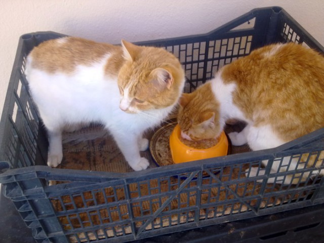 Котовторник  08.07.2014