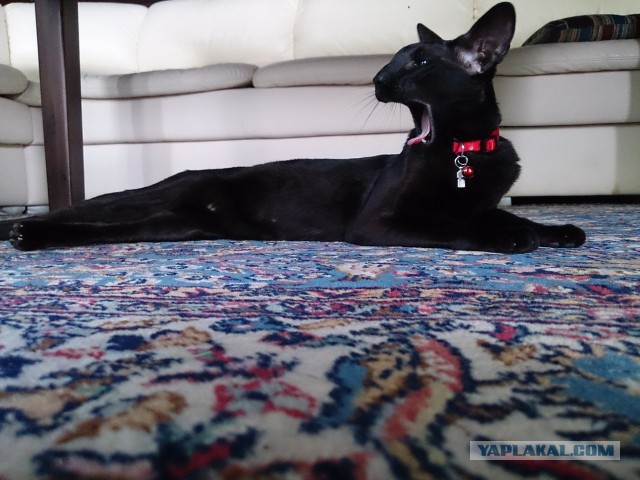 А у тебя есть фото твоей зевающей котейки ?