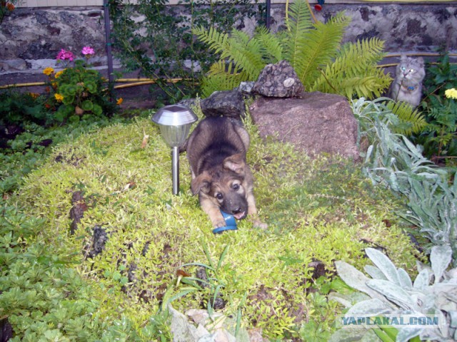 Собакочетверг 31.07.2014