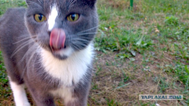 Котовторник 19.08.2014