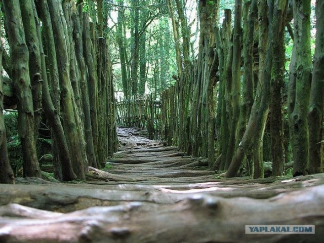 Puzzlewood - загадочный лес (19 фото)