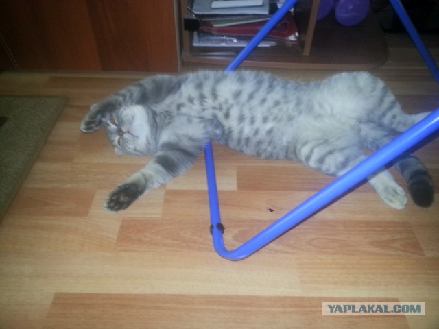 А как спит ваш кот?
