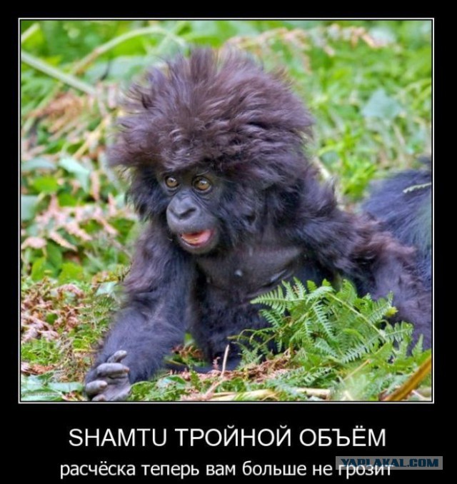 Братишки, я вам картинок принёс!