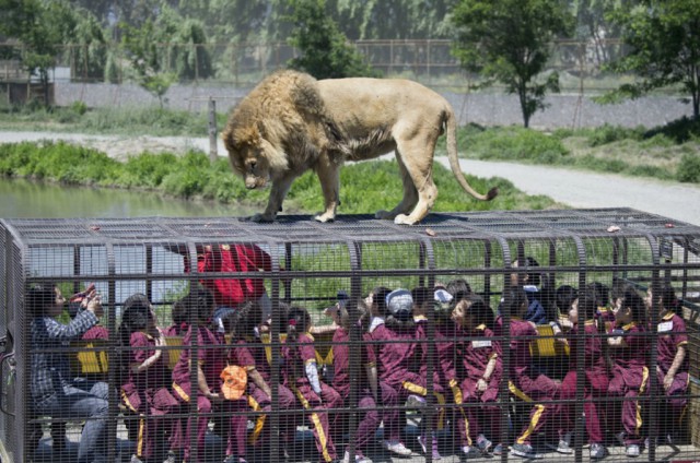 Дотронуться до льва или "зоопарк наоборот"