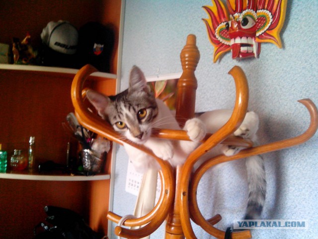 Моим котам