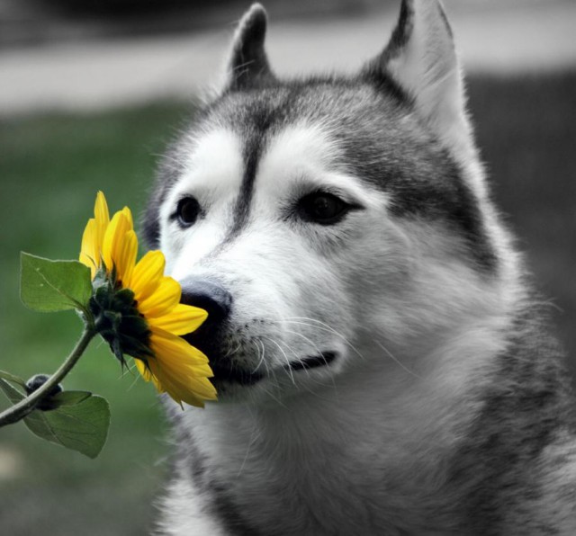 Животные на позитиве