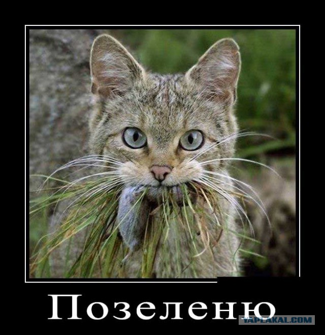 Котовторник.