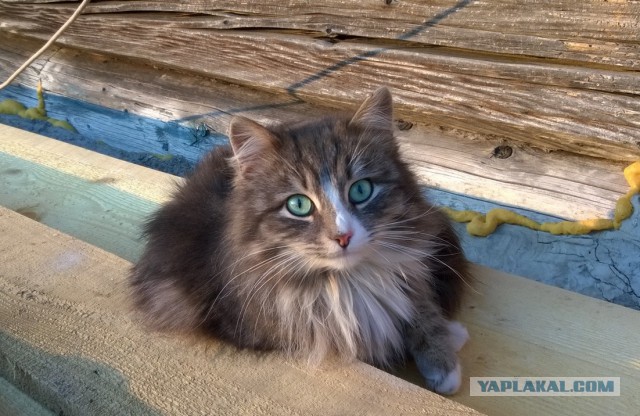 Уездные коты и кошки