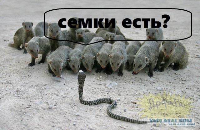 Невероятная ловкость мангуста